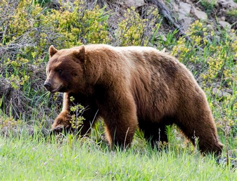 Bear .